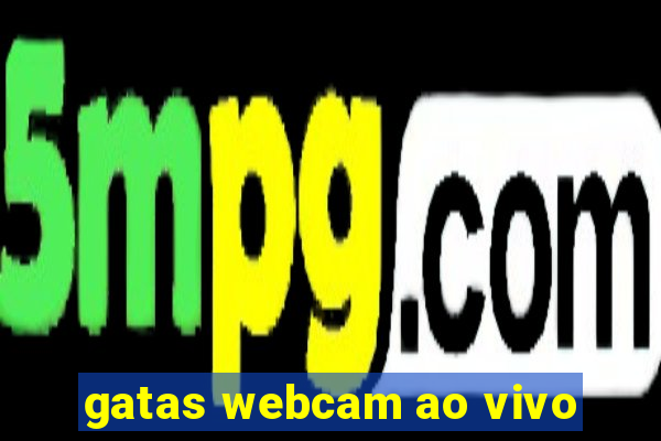 gatas webcam ao vivo